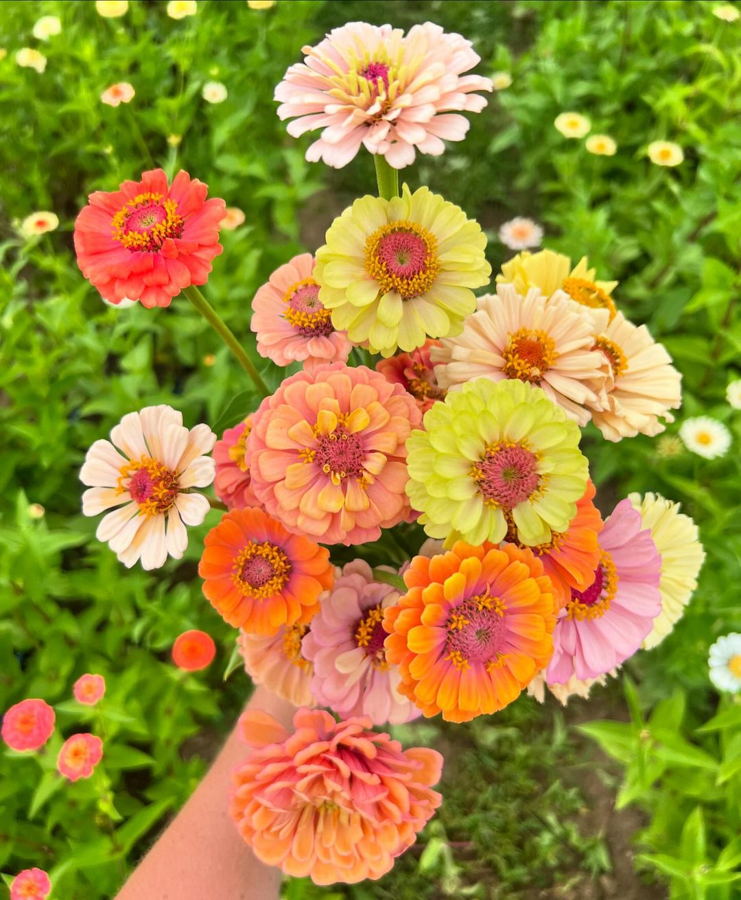 Available in a variety of bold colors, zinnias are perfect for adding a playful touch.