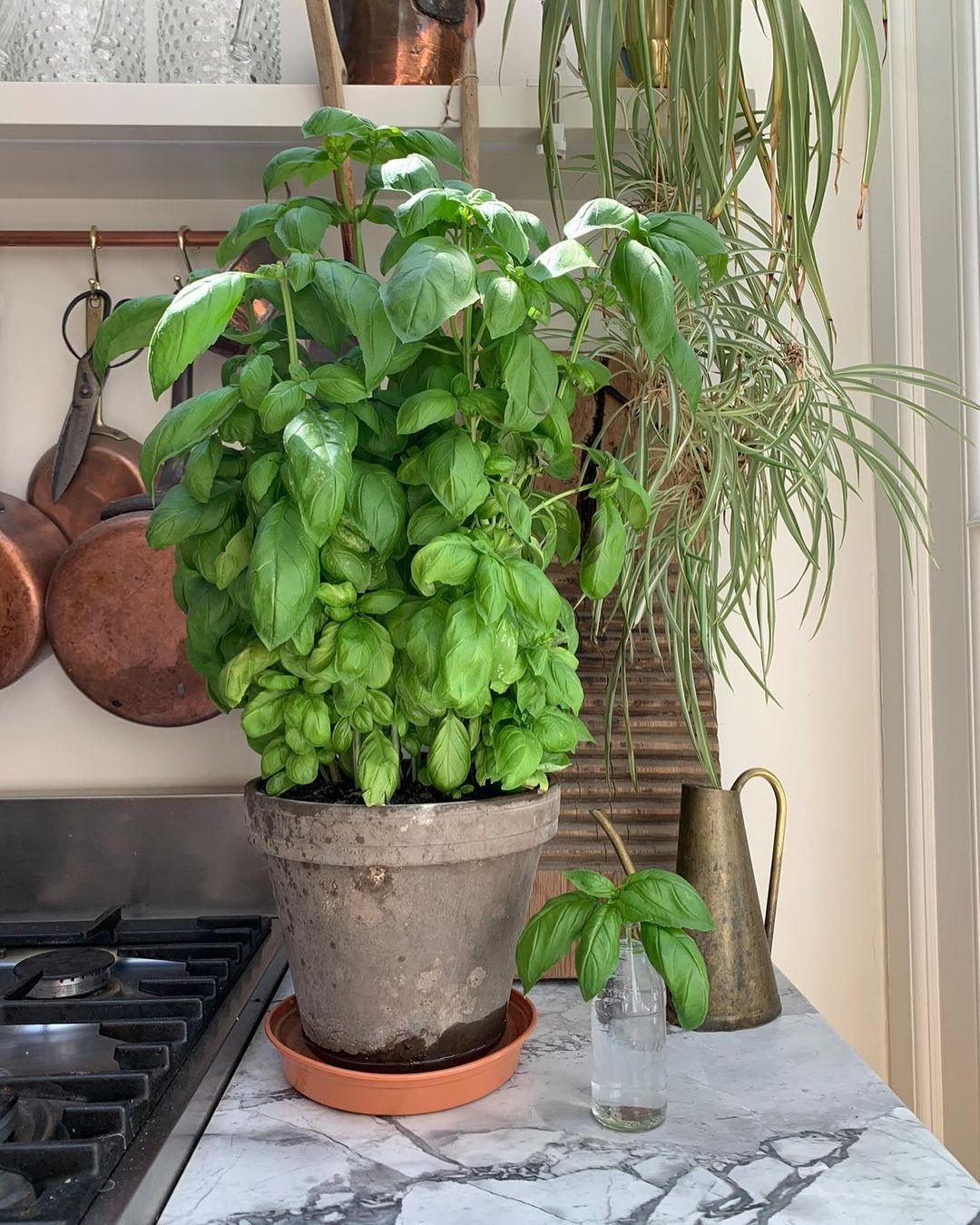Basil
