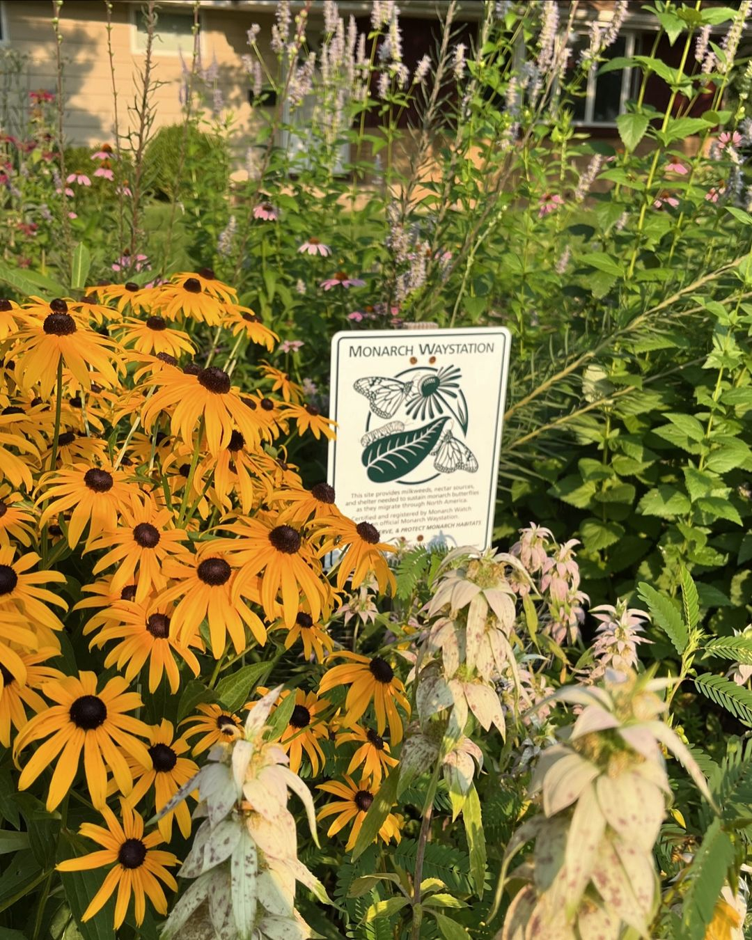 Black-eyed susan