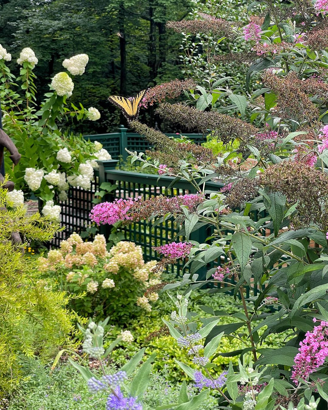 Butterfly garden