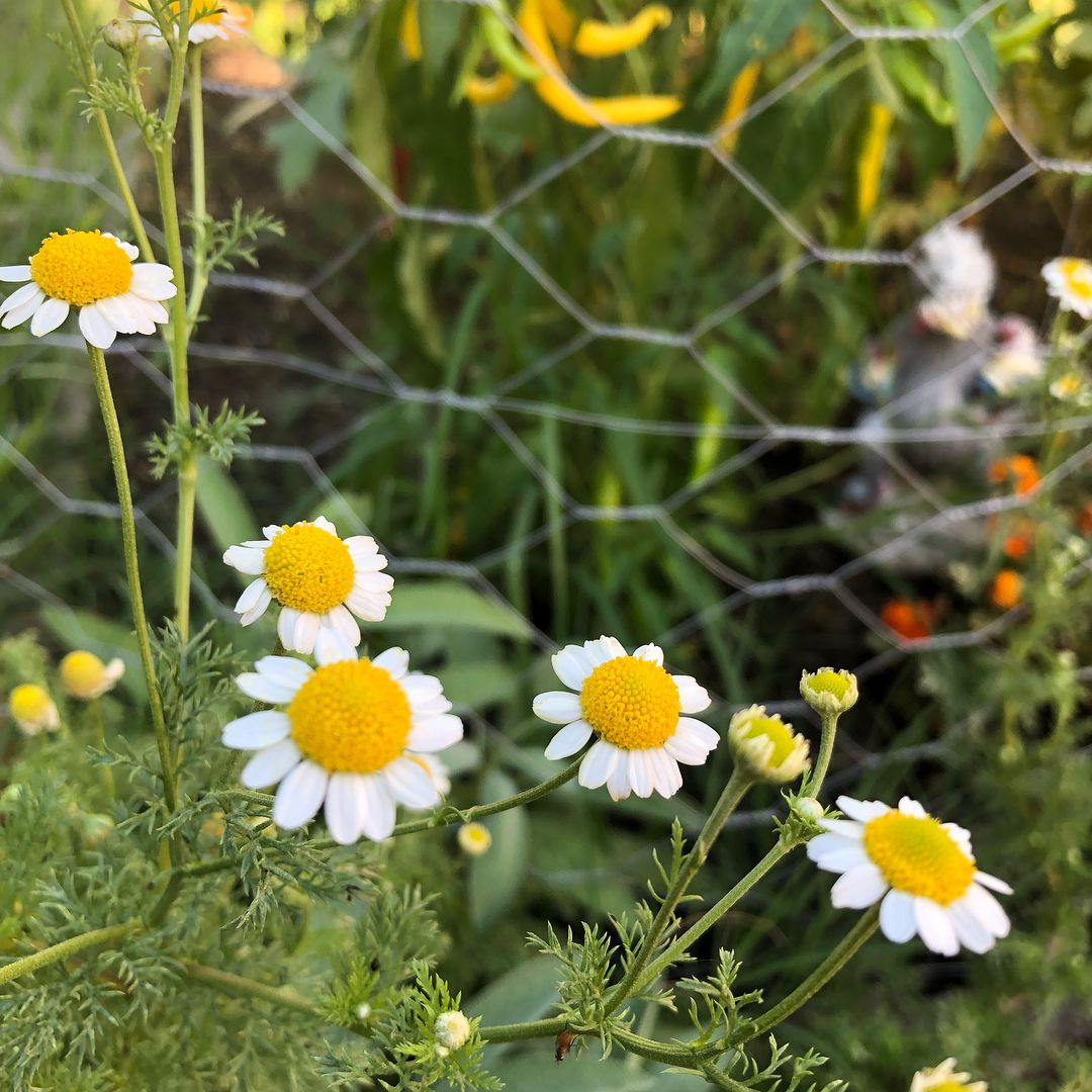 Chamomile