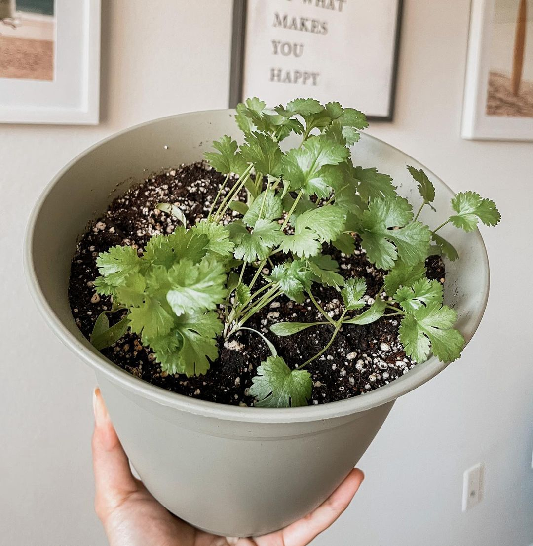 Cilantro