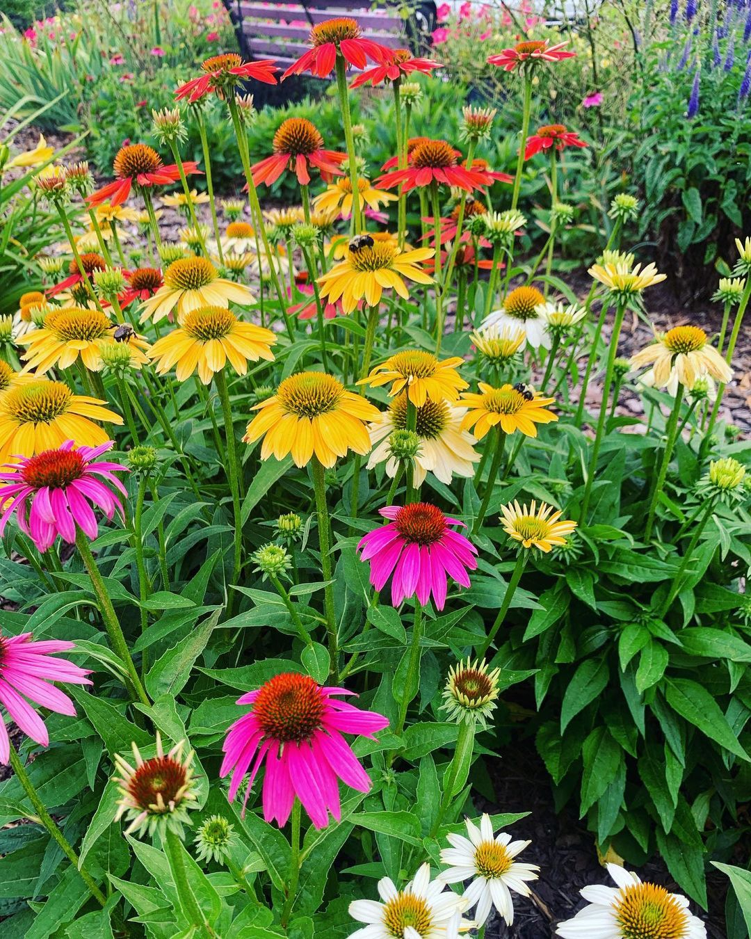 Colorful coneflowers