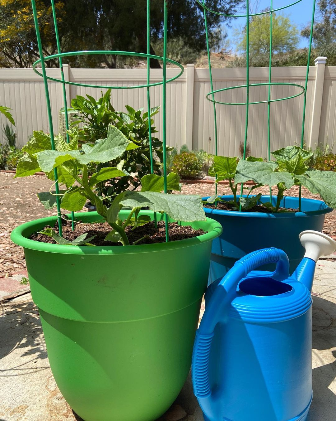 Colorful pots