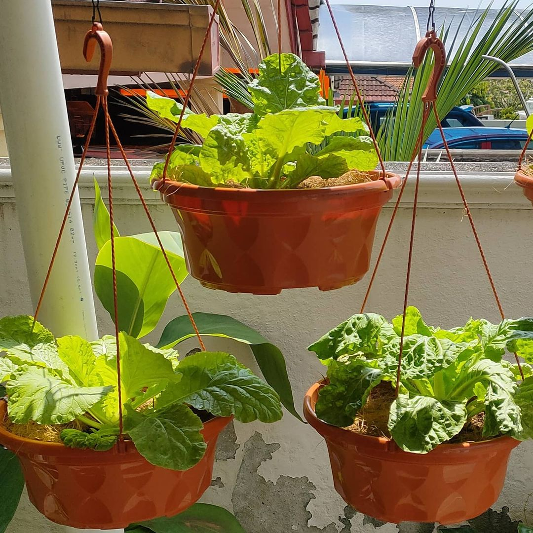 Hanging pots