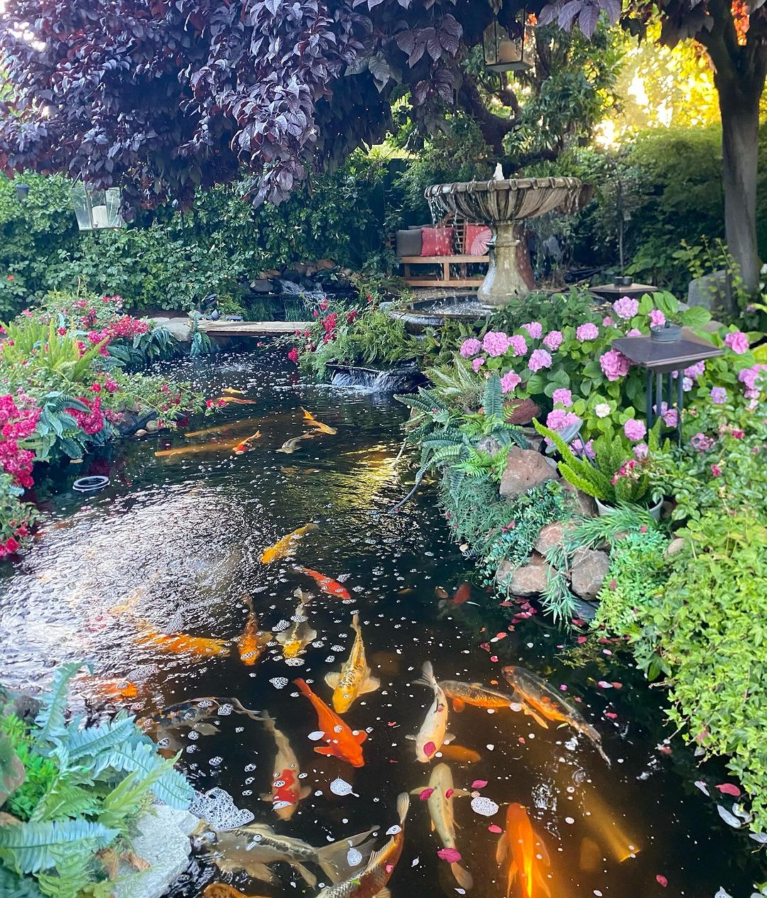 Koi ponds