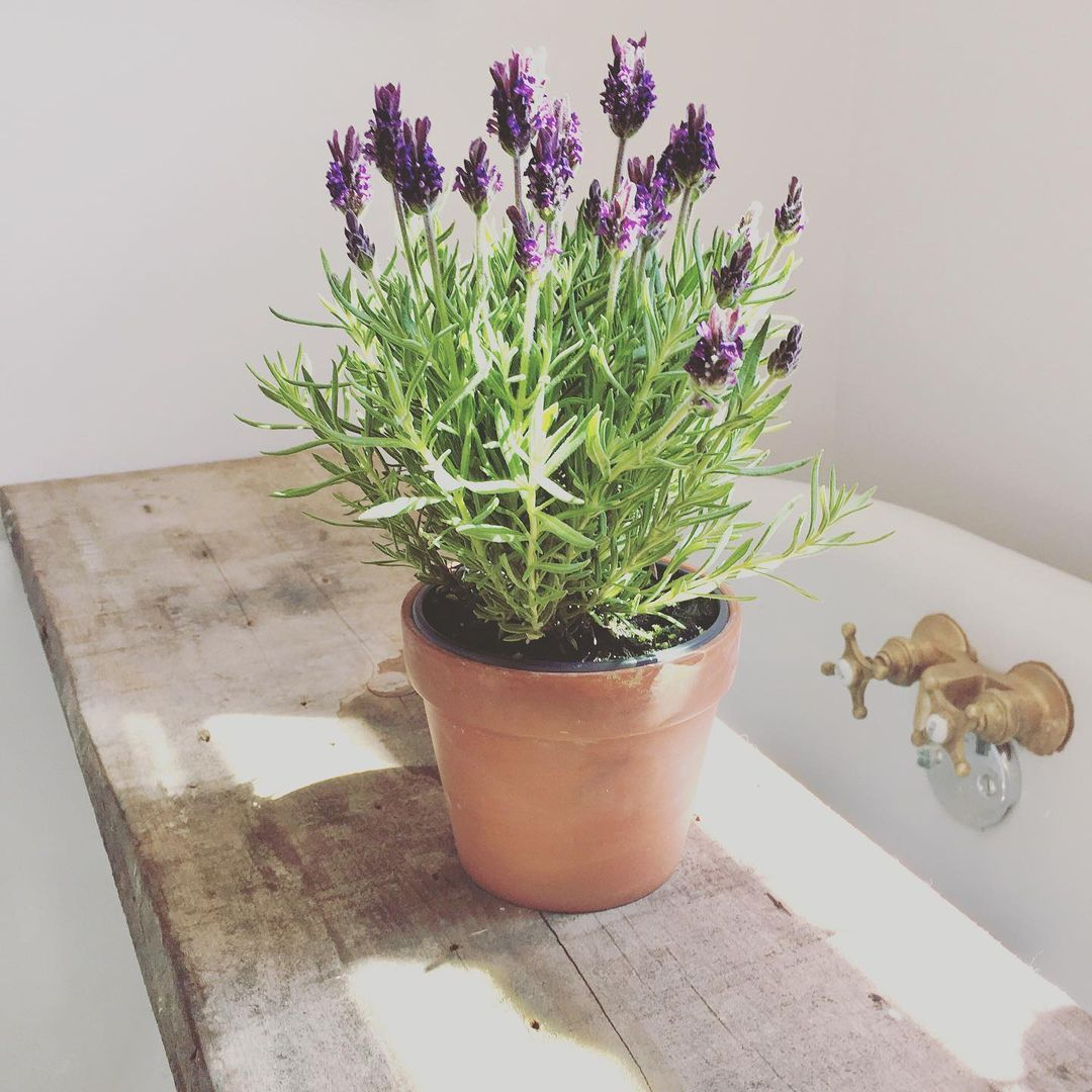 Lavender
