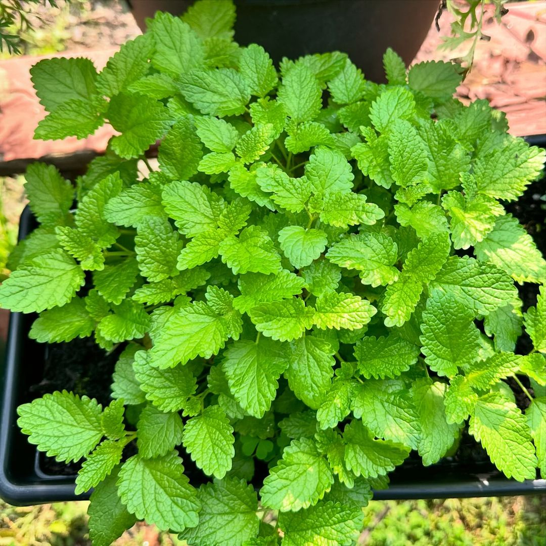 Lemon balm