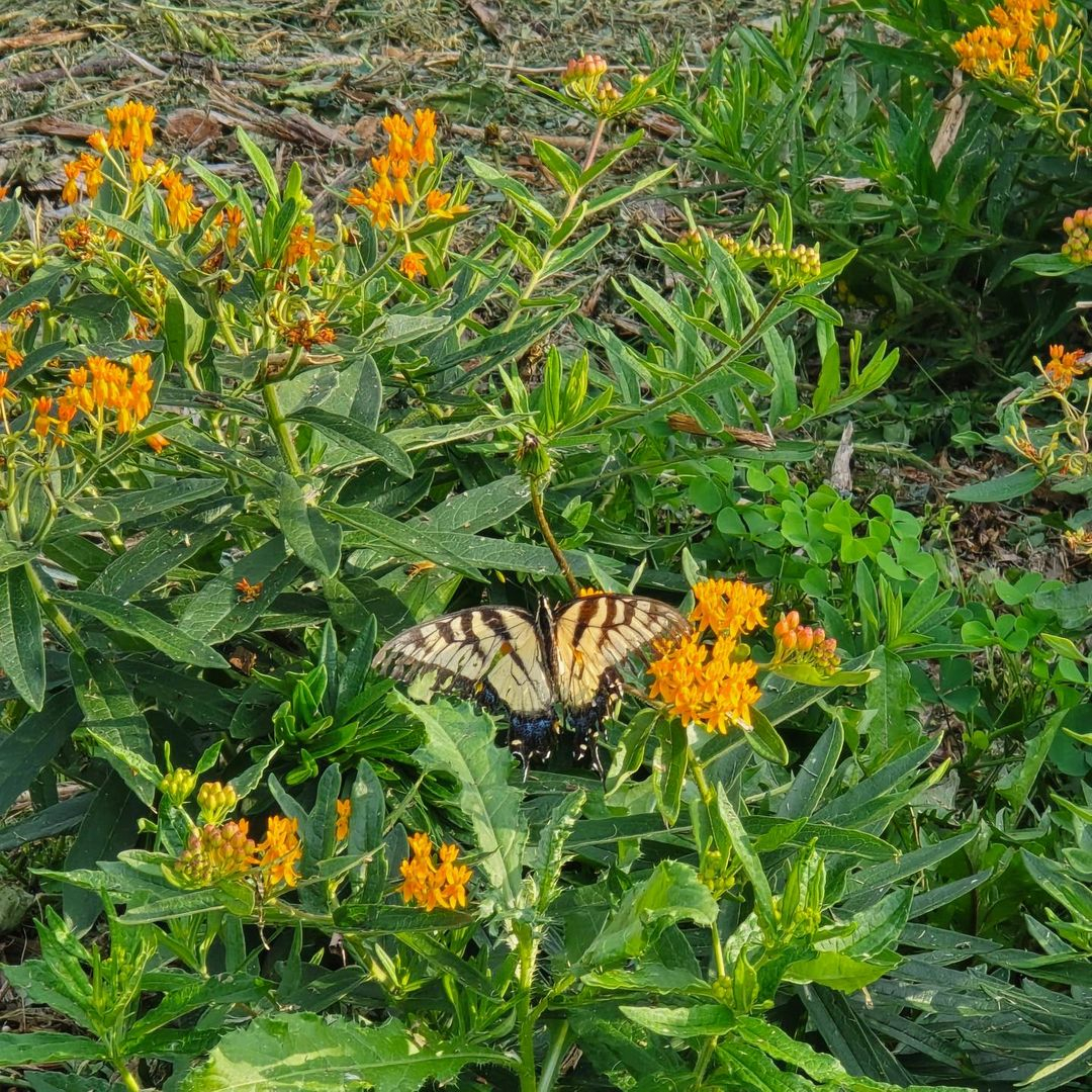 Milkweed