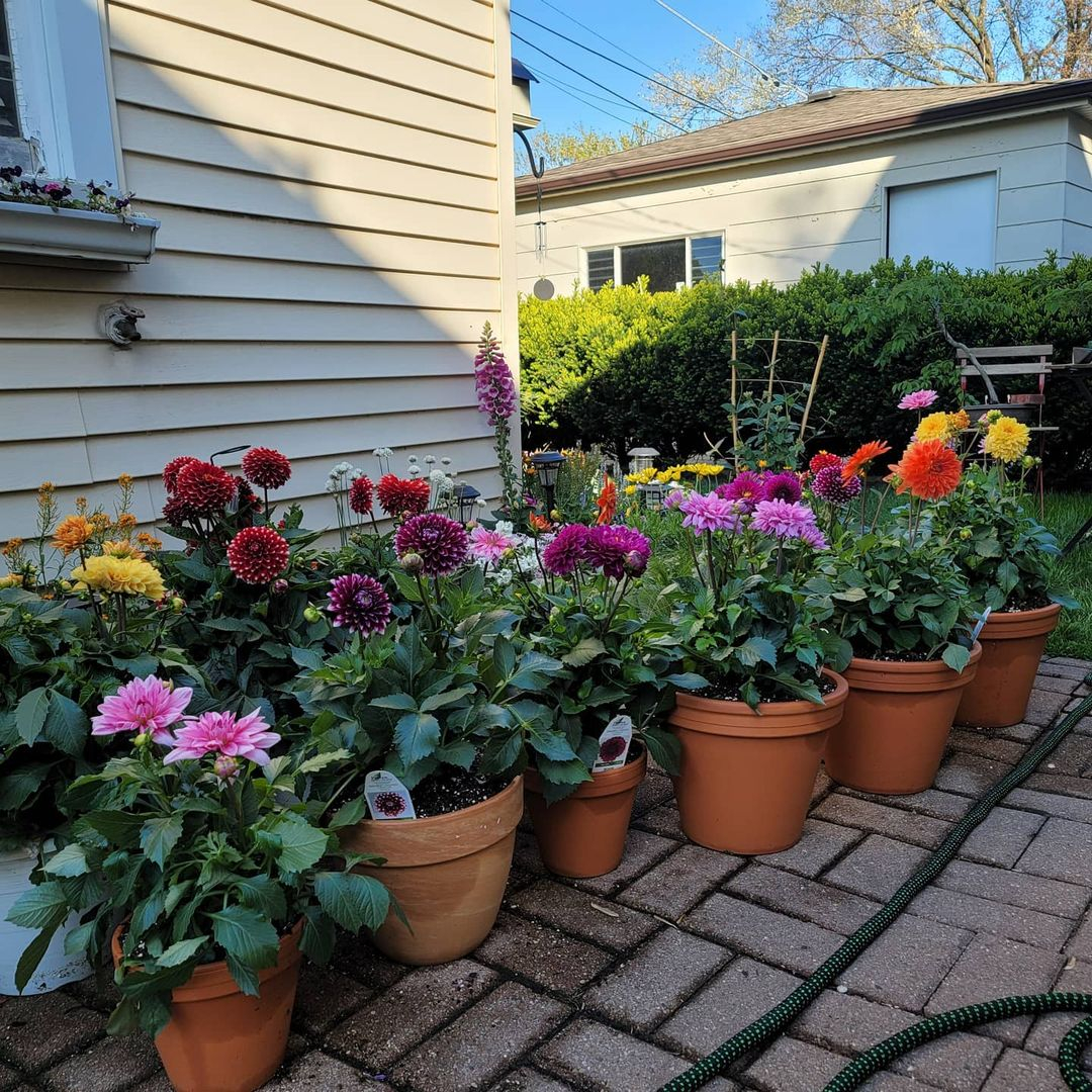 Potted flowers