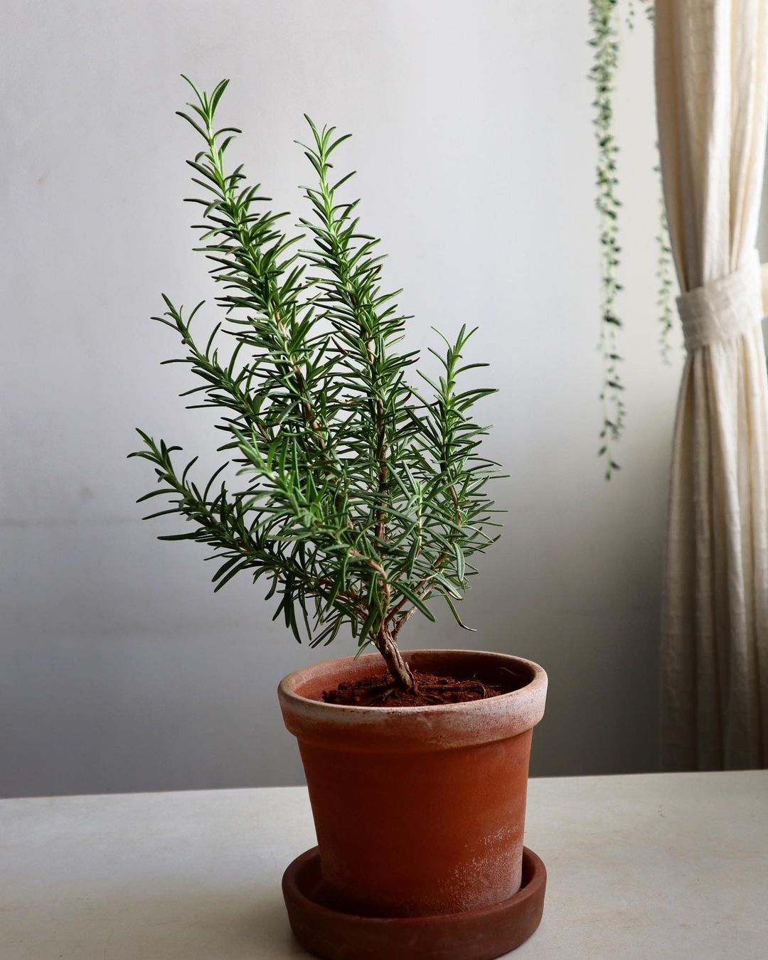 Rosemary