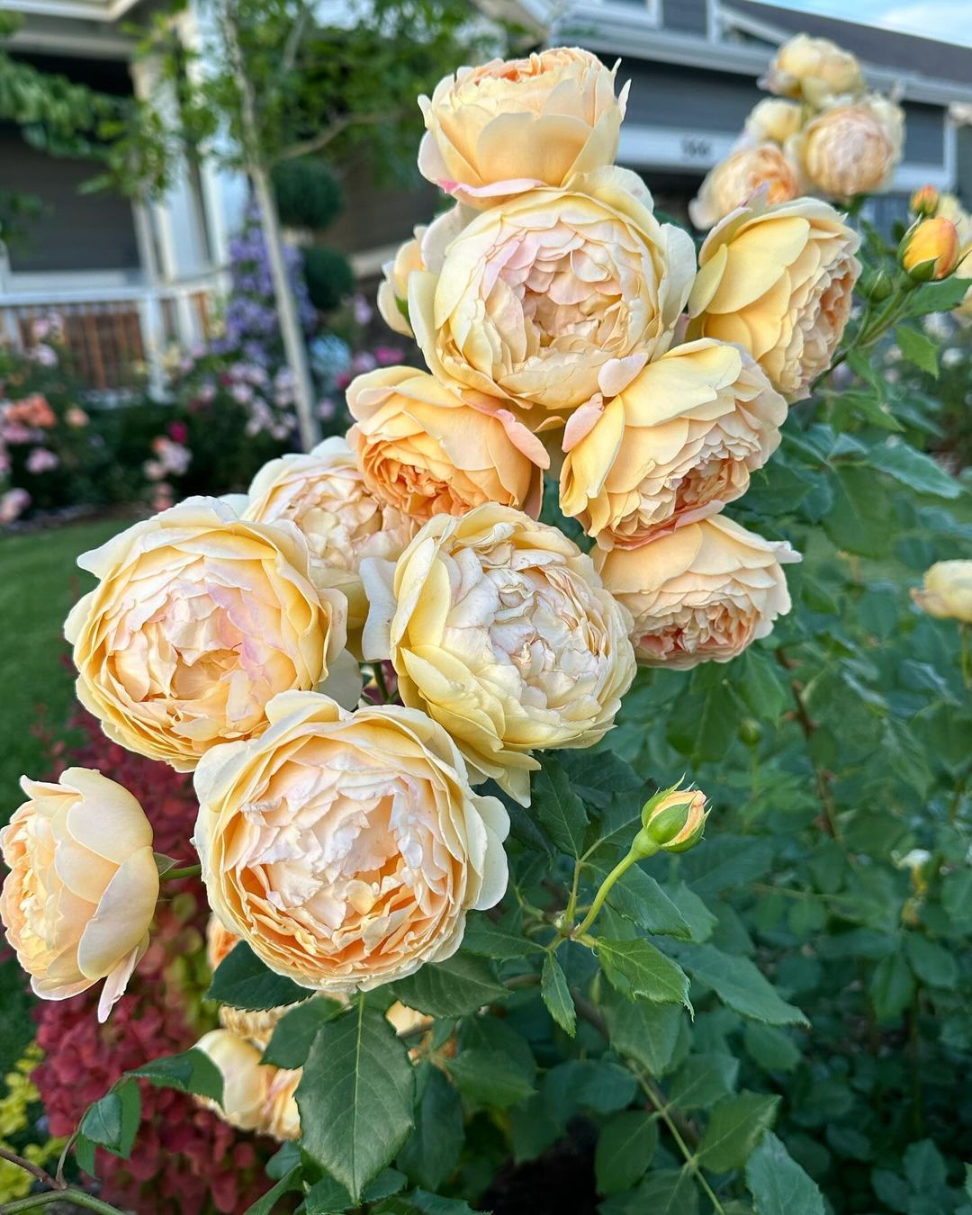 Roses