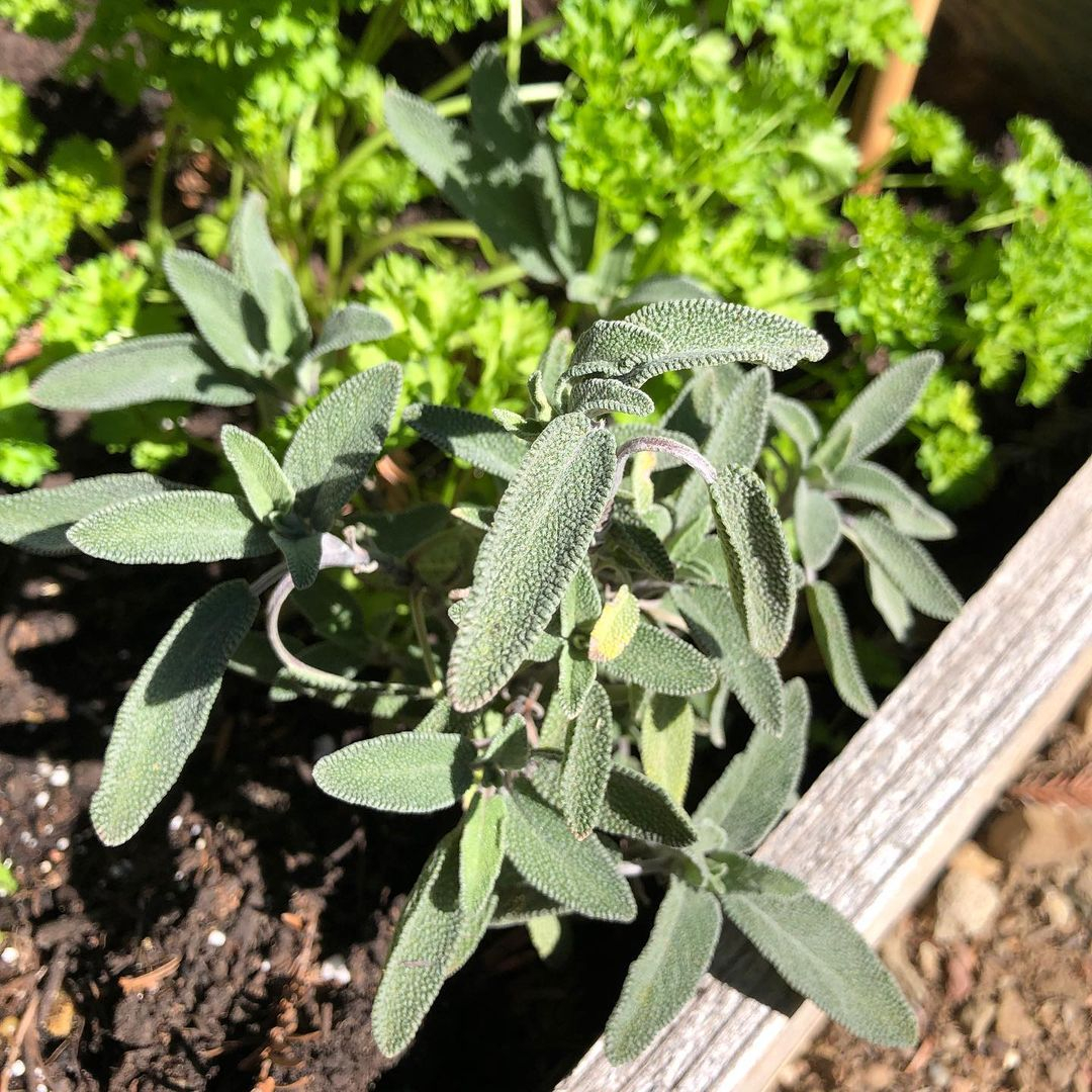 Sage