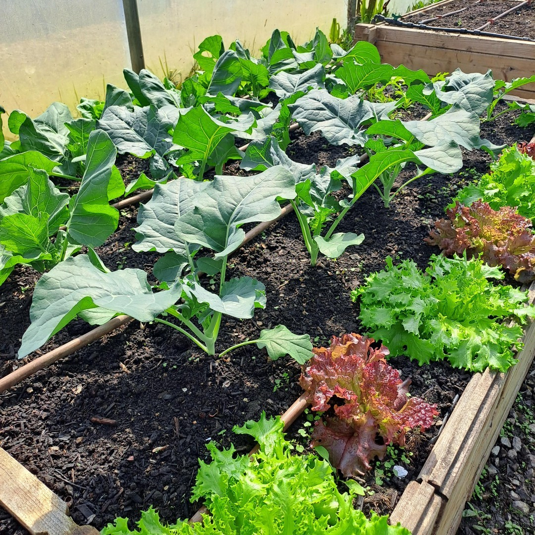 Similar plants