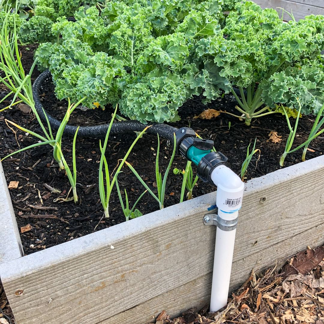 Summer watering
