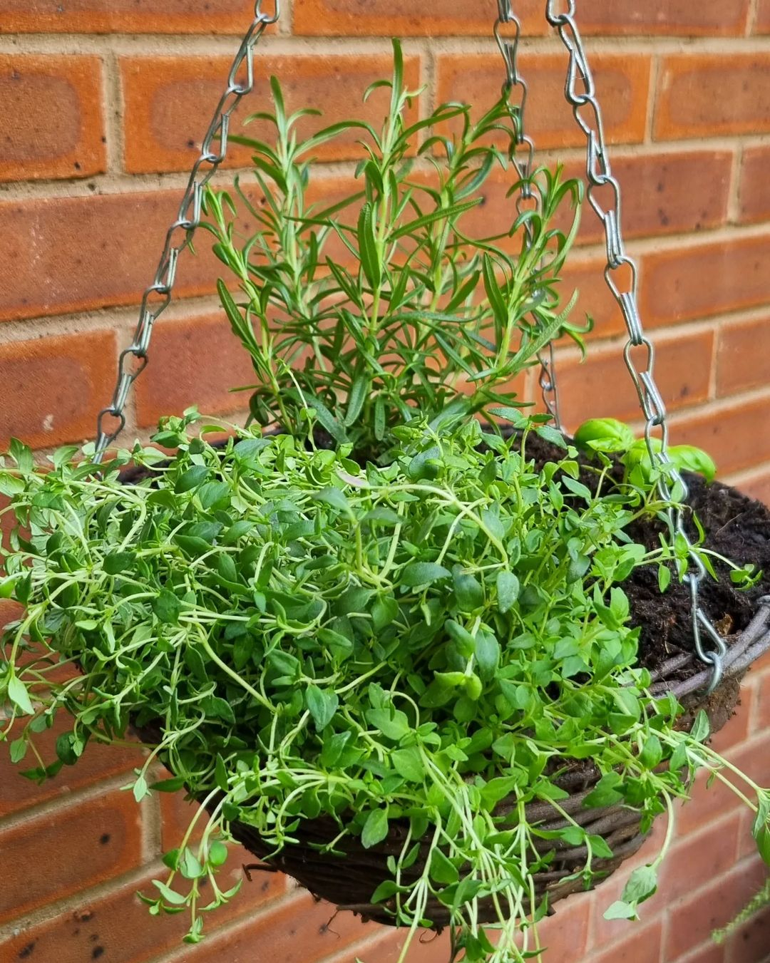 Thyme