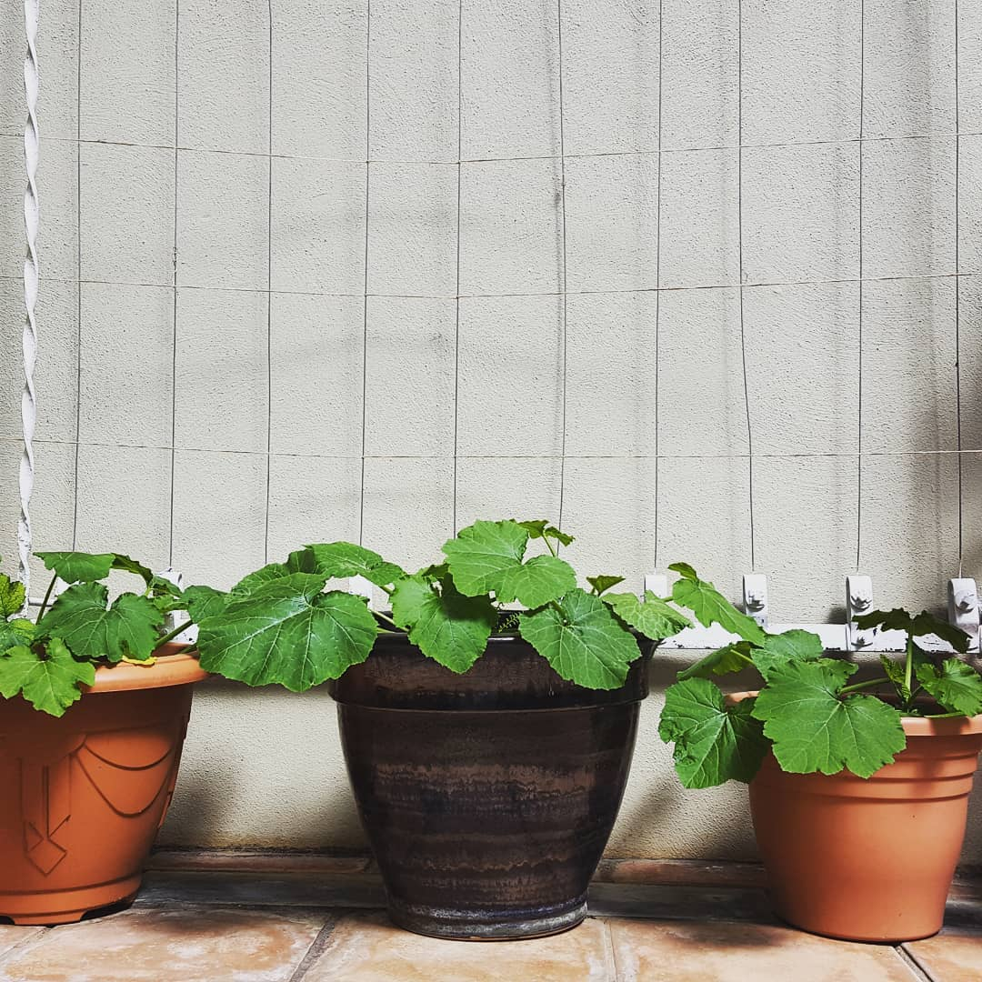 Traditional pots