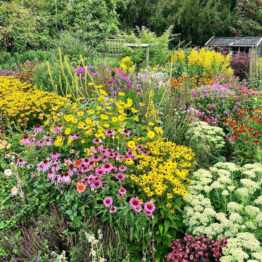 Variety of plants