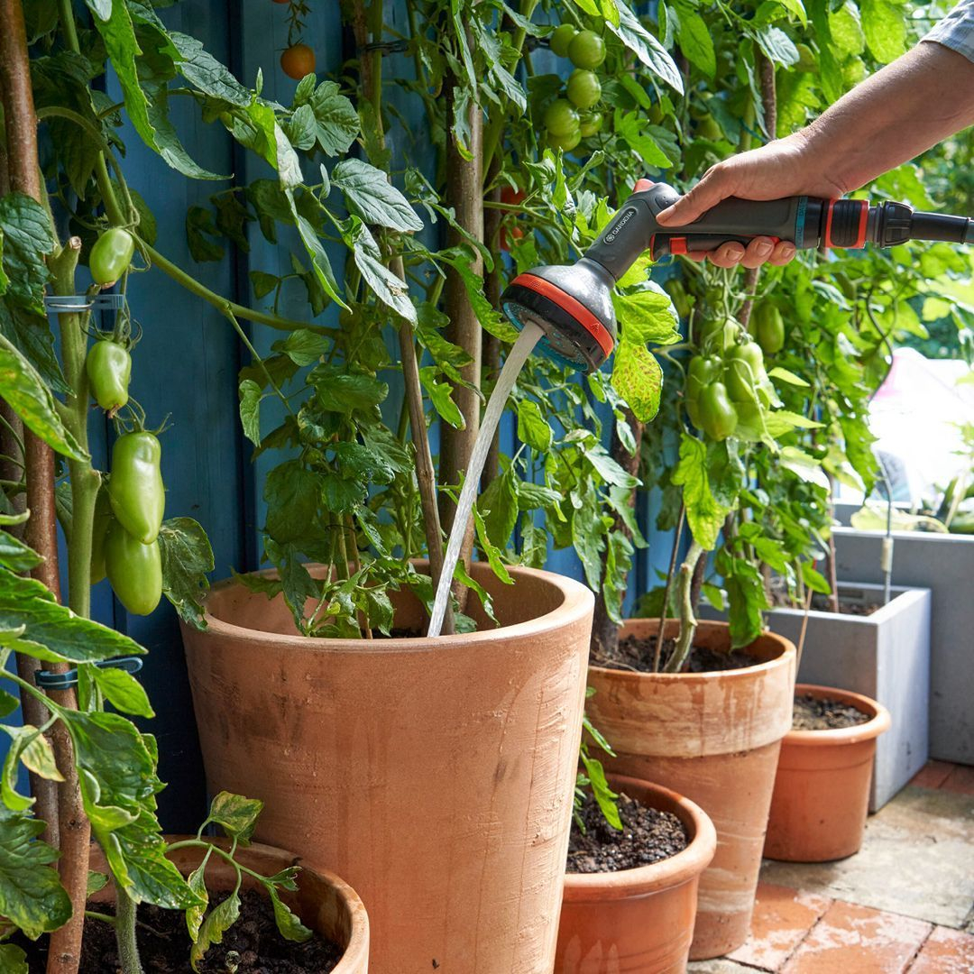 Vegetable garden