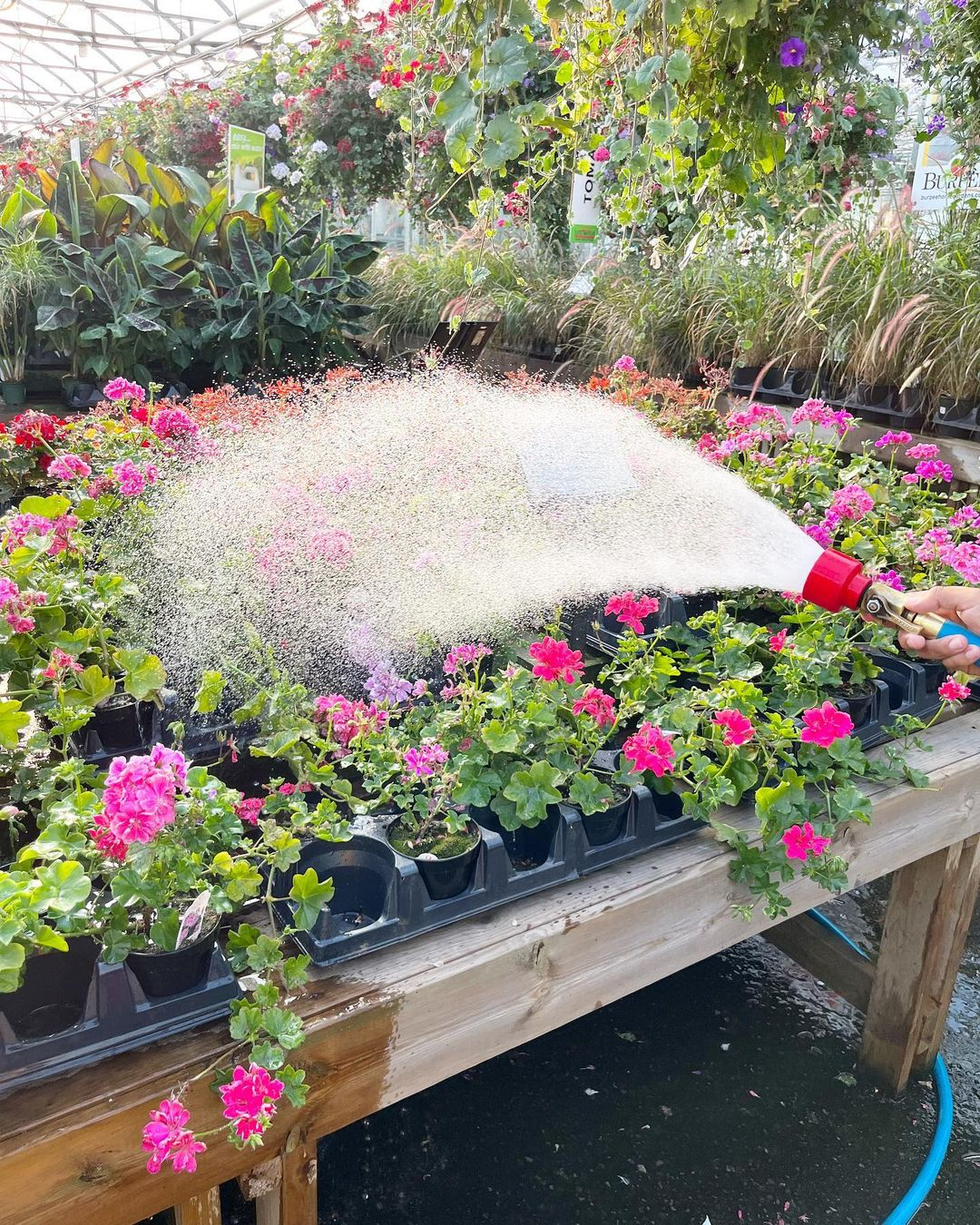 Watering tips