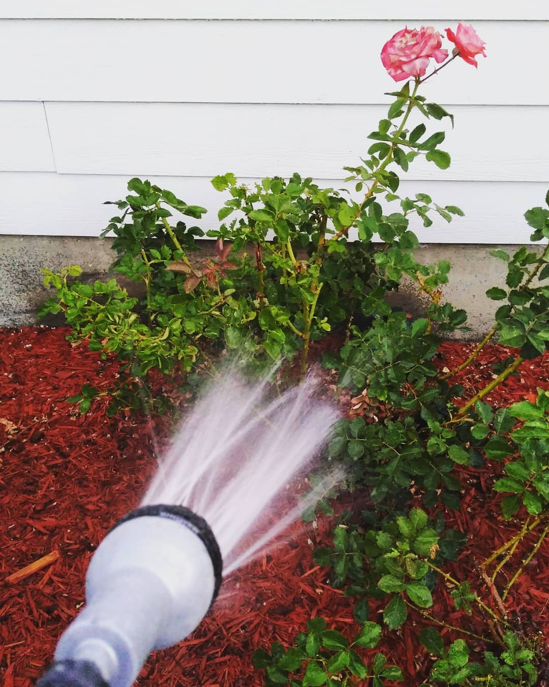 Watering