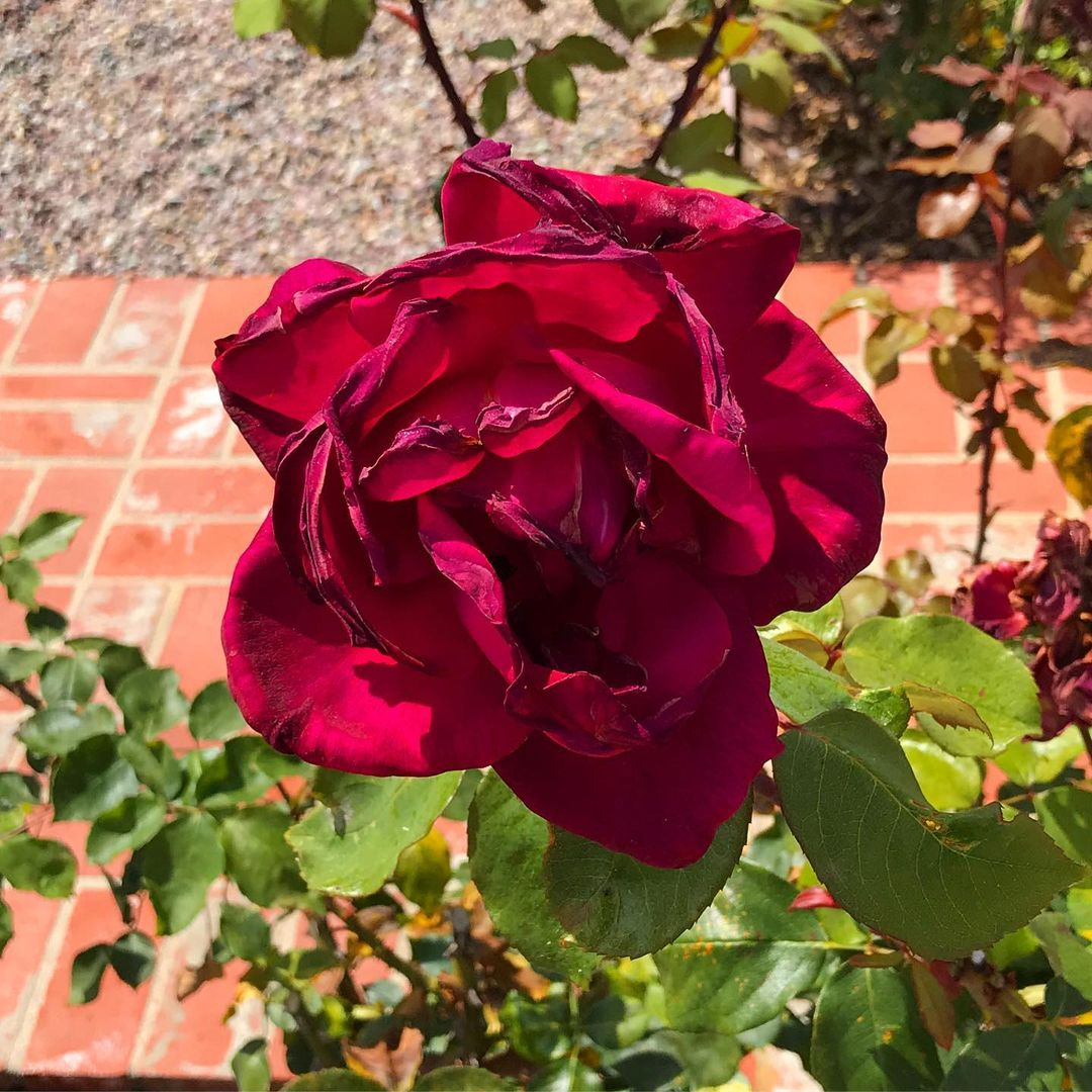 Wilting flowers