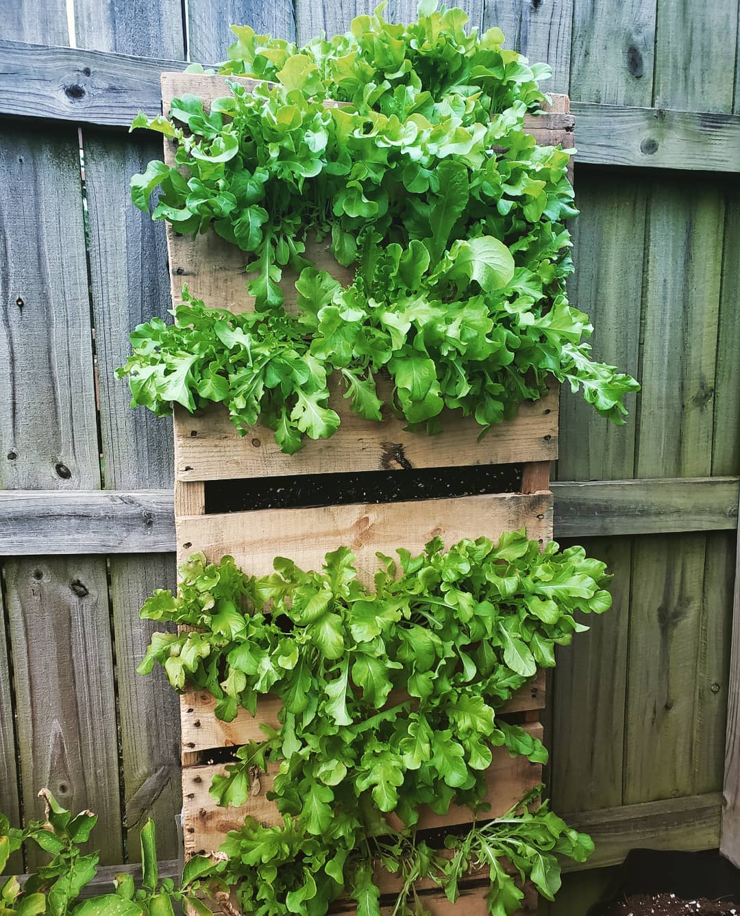 Wood pallet planter