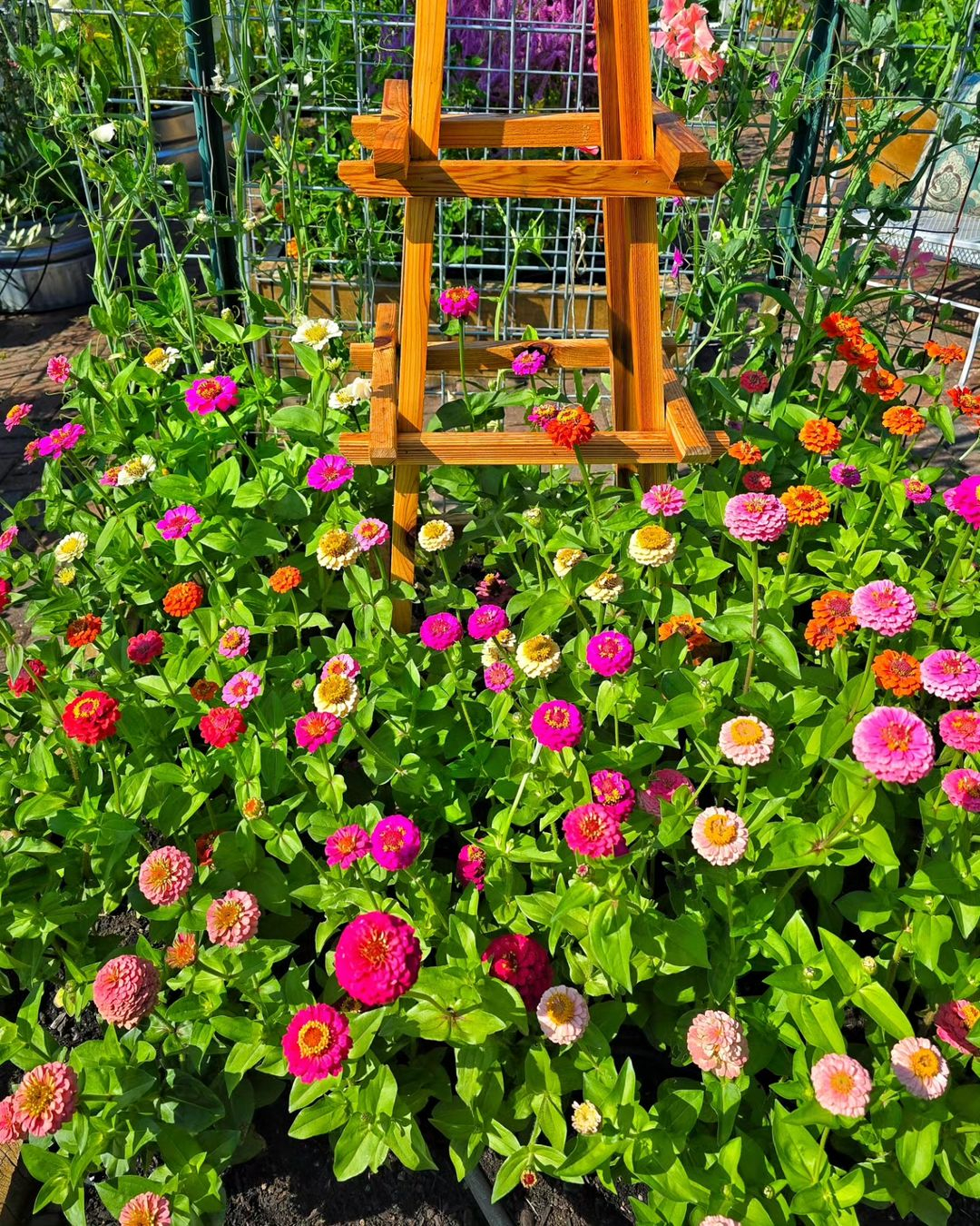 Zinnias