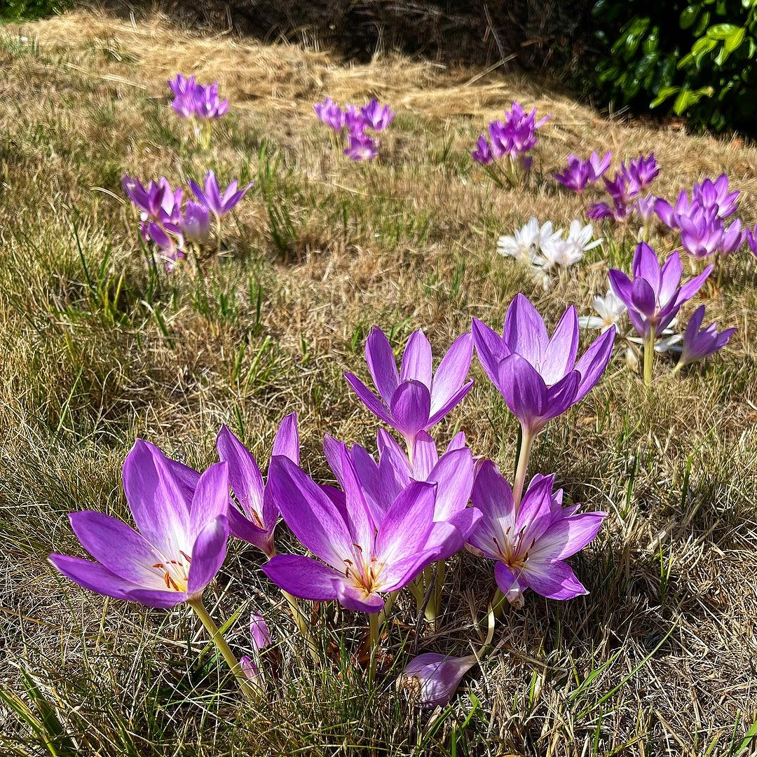 Autumn crocus