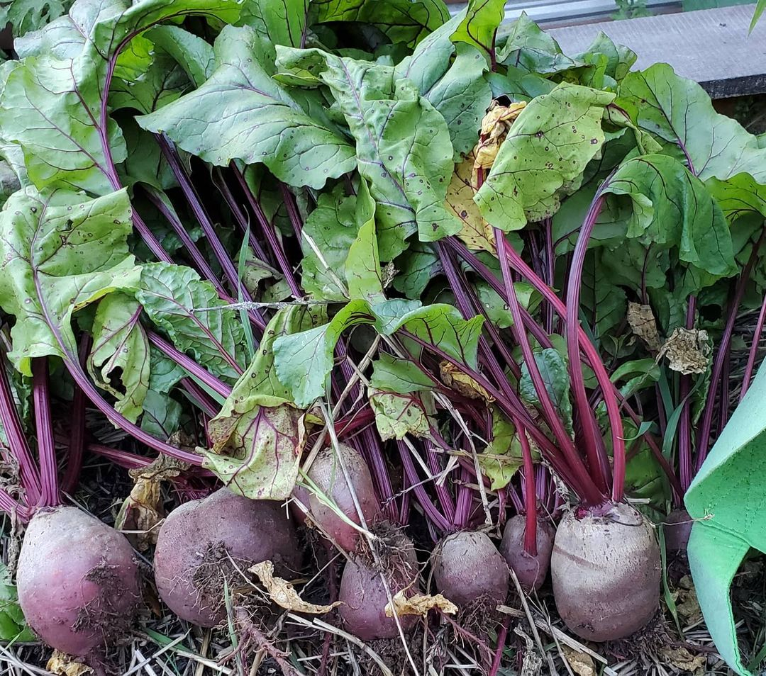 Beets