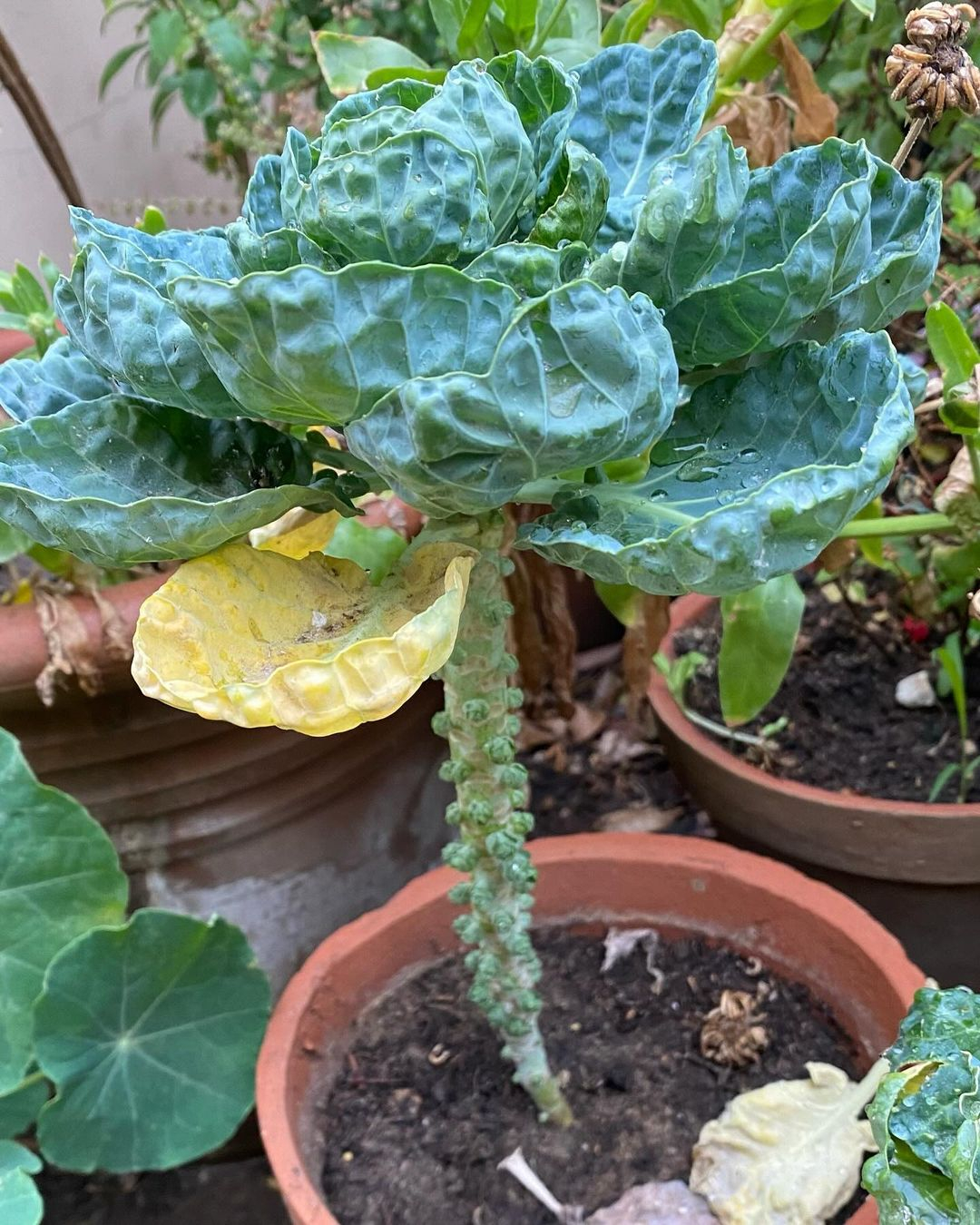 Brussels sprouts