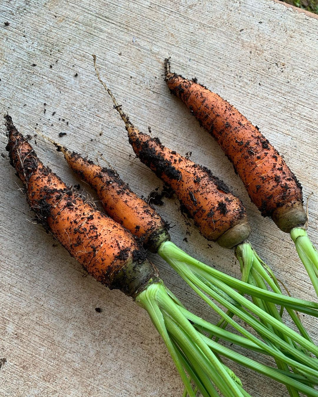 Carrots