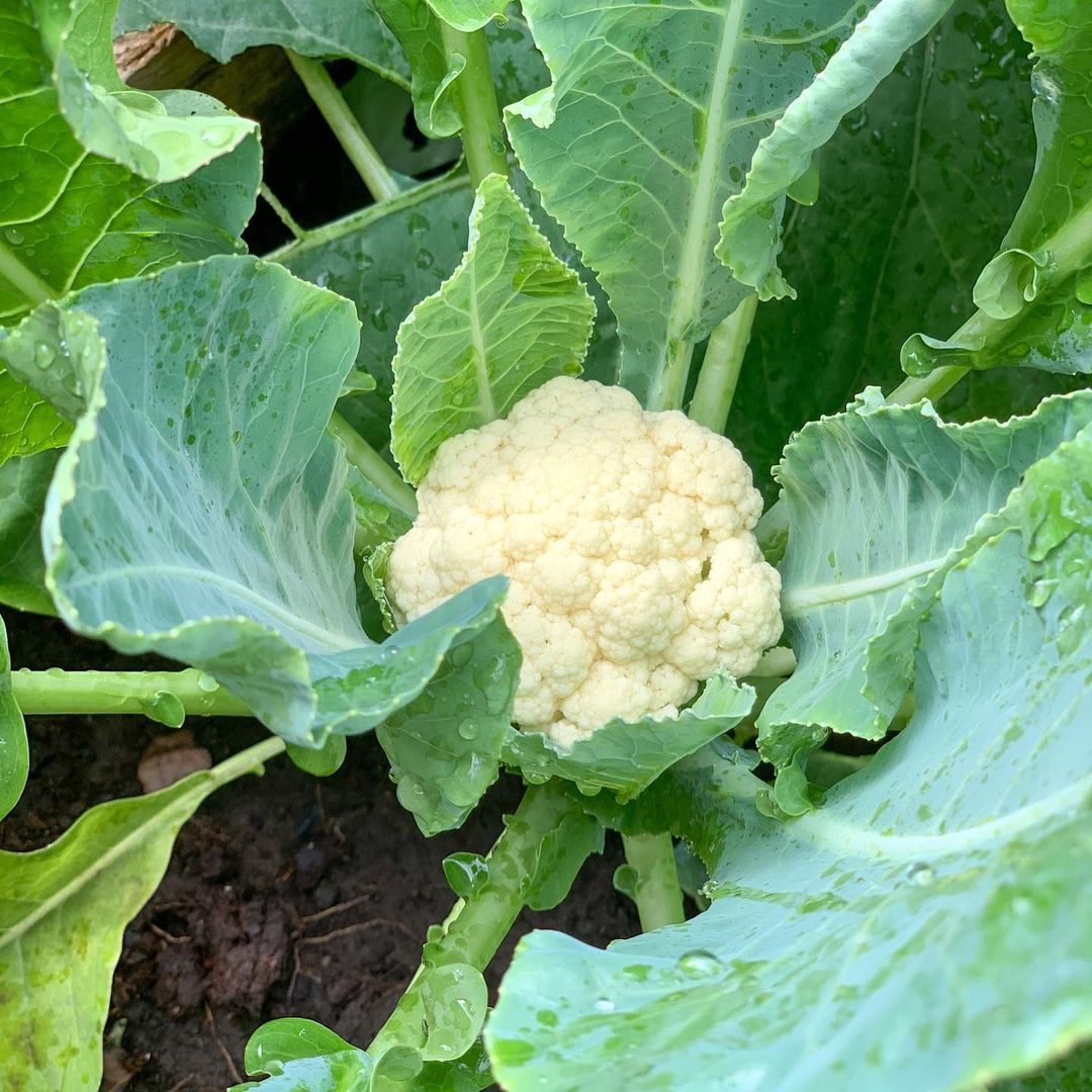 Cauliflower