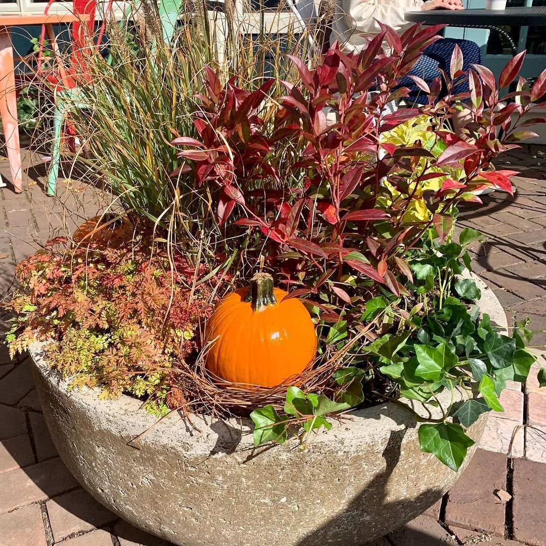Foliage plants