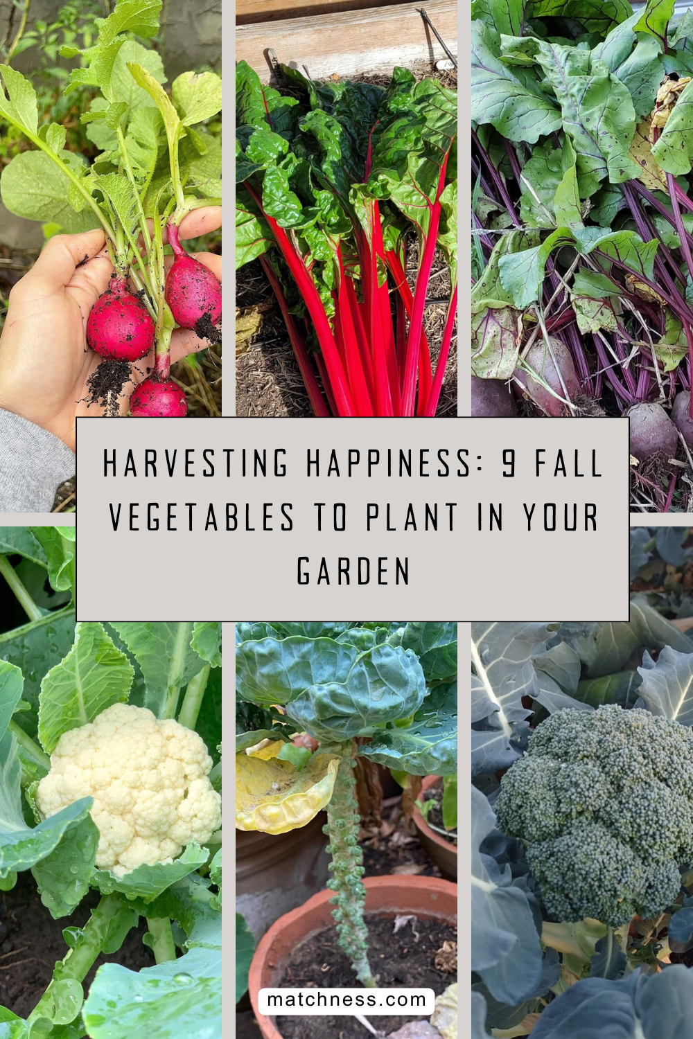 Harvesting happiness 9 fall vegetables to plant in your garden