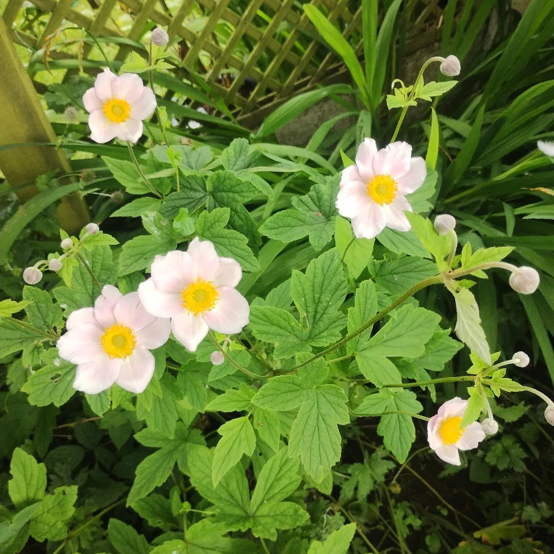 Japanese anemone
