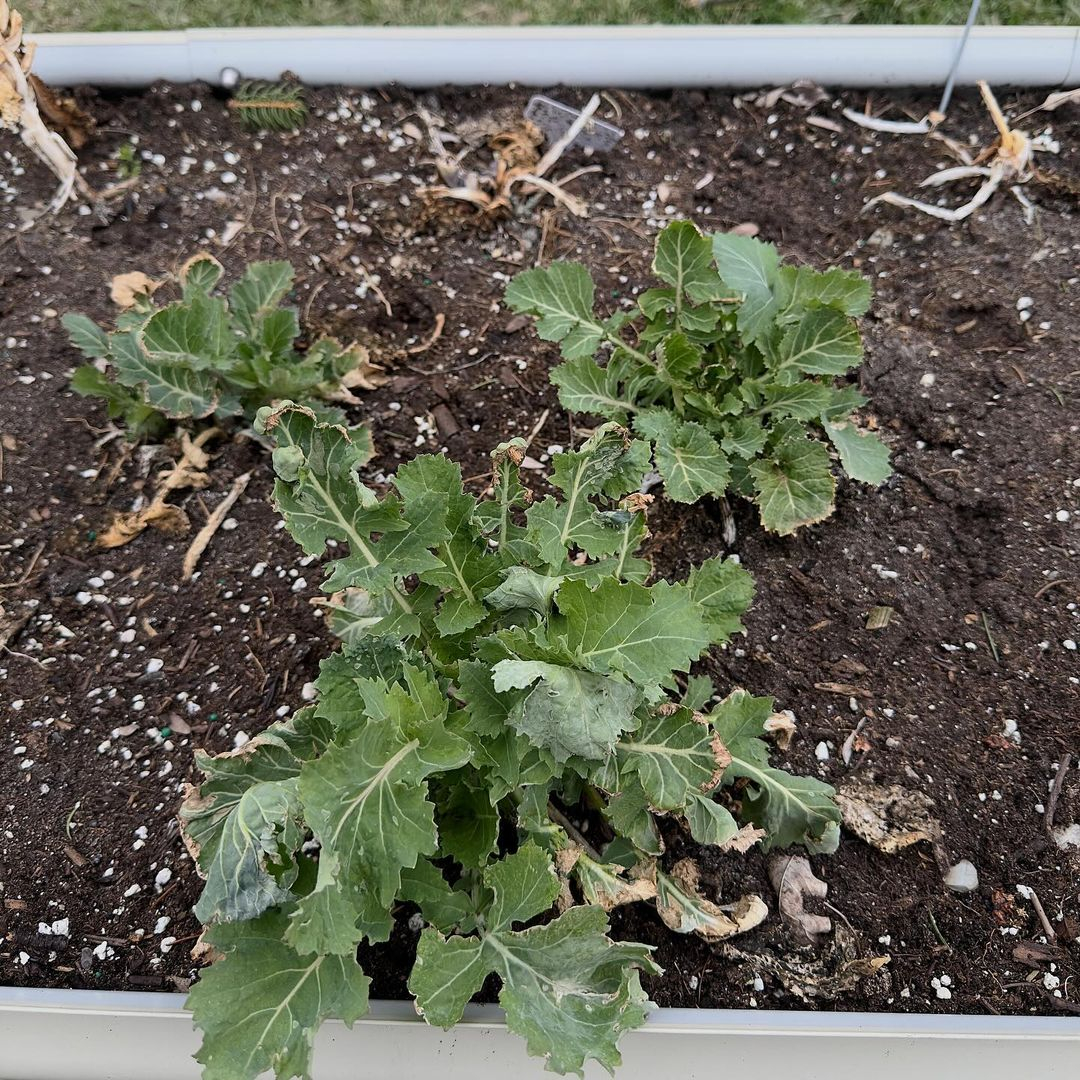 Kale