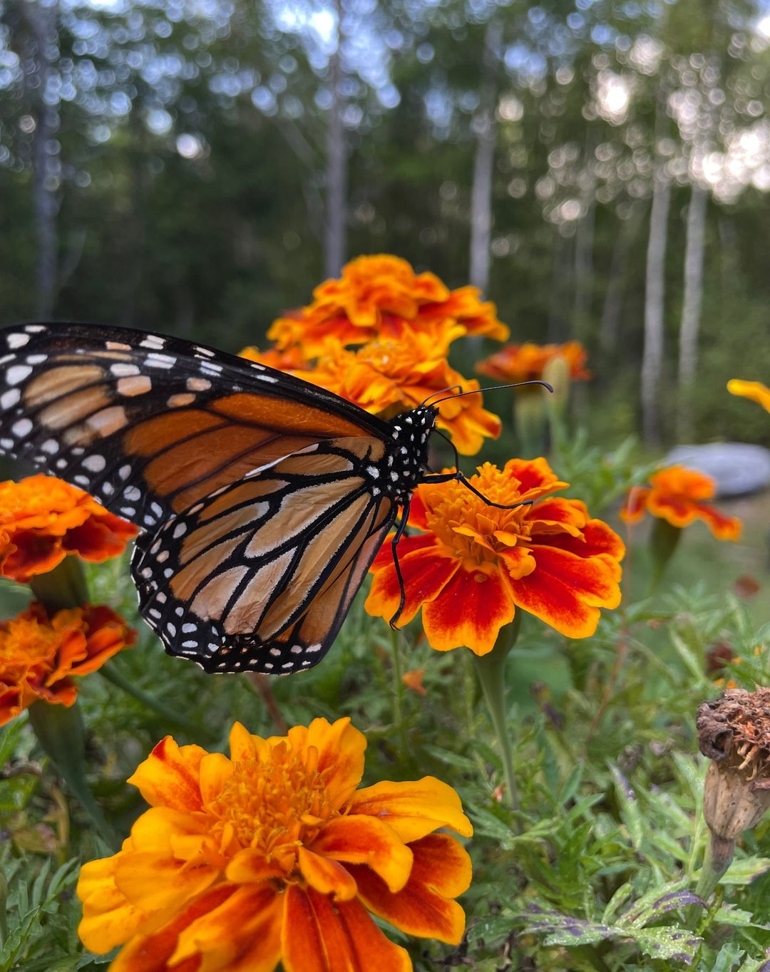Marigold