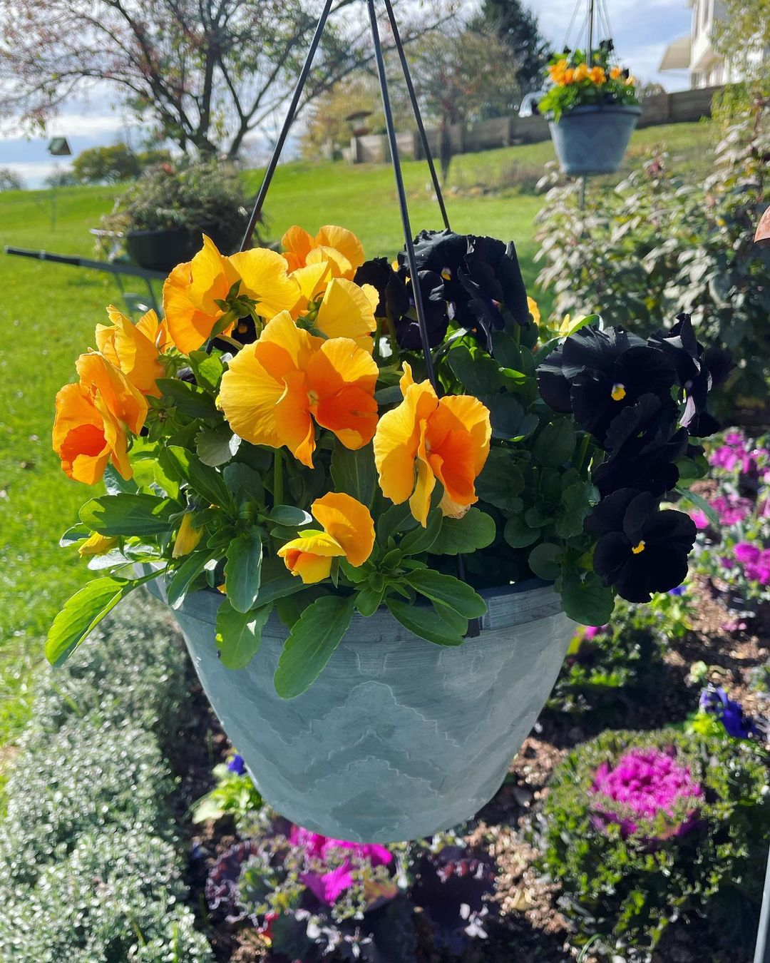 Pansies