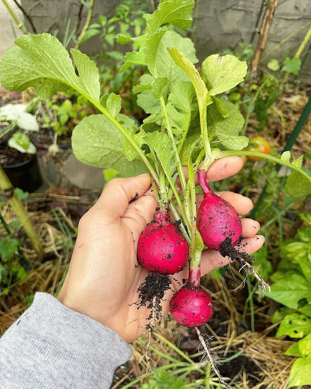 Radishes