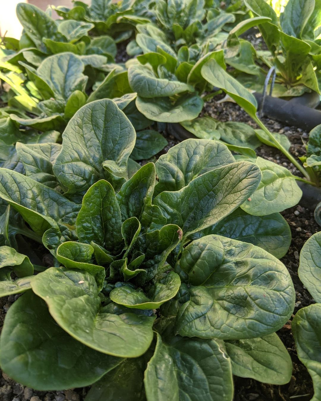 Spinach