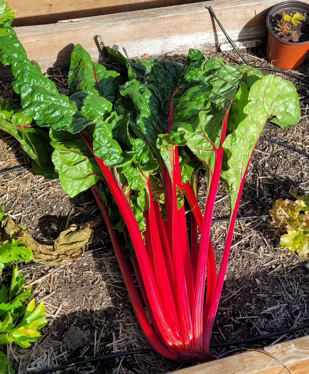 Swiss chard