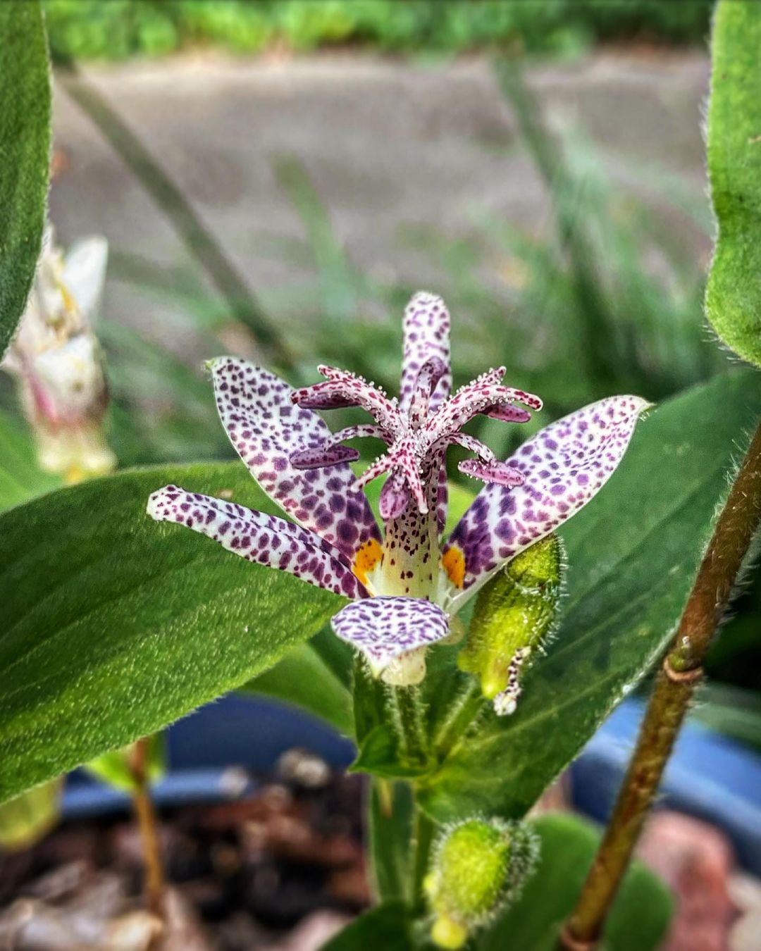 Toad lily