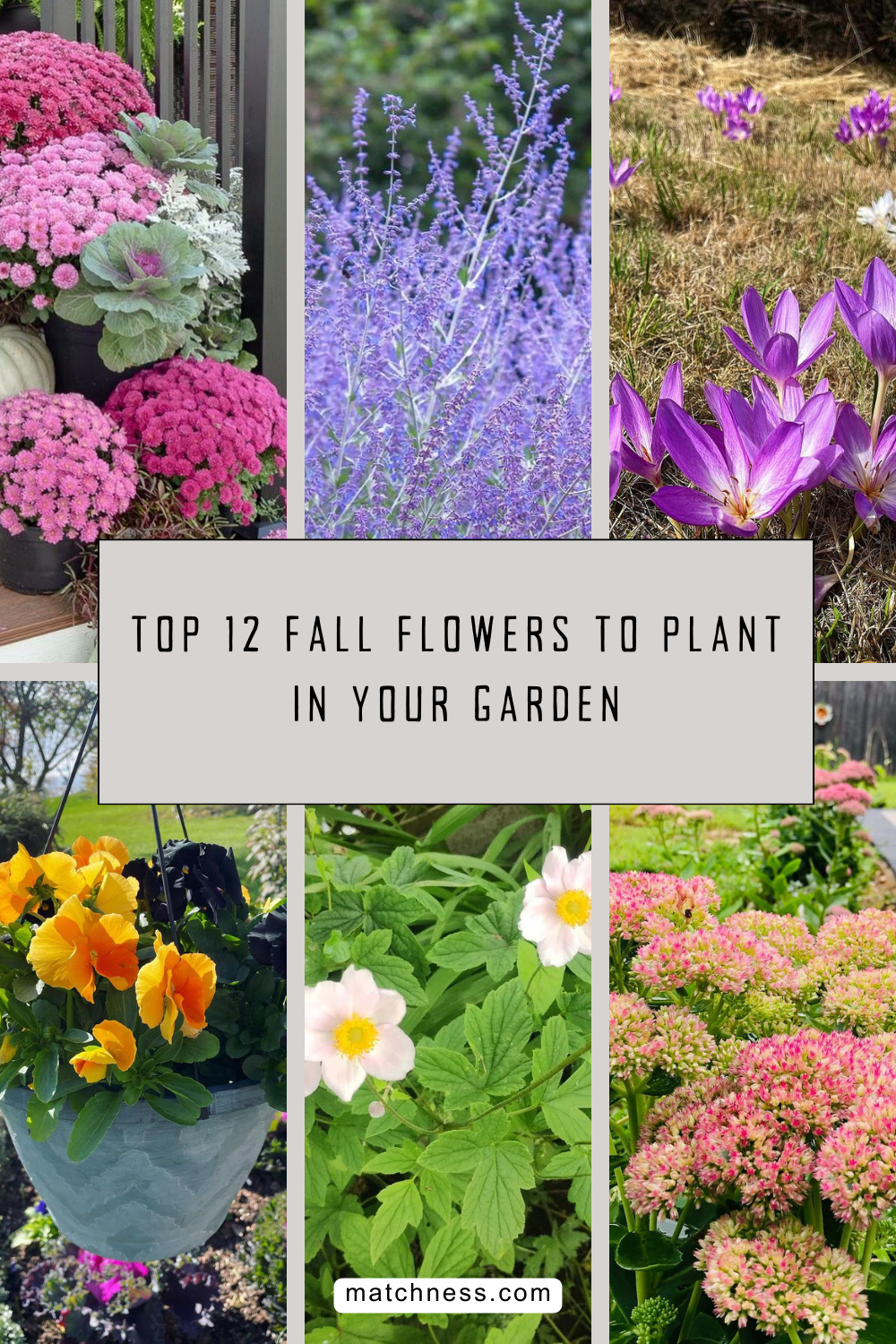 Top 12 fall flowers to plant in your garden
