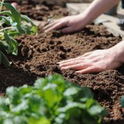 Plant-6151414_1280