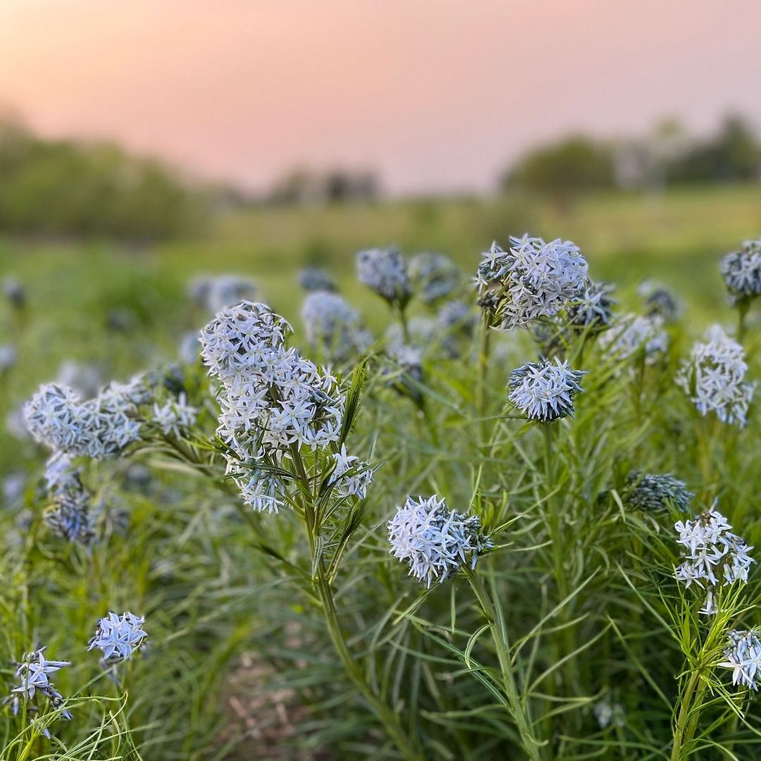 Amsonia