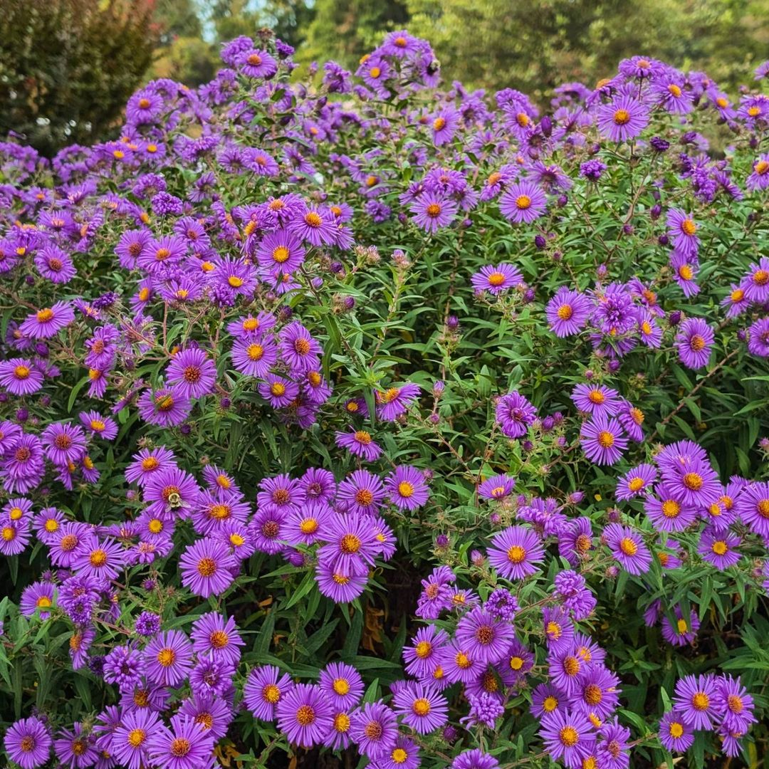 Asters