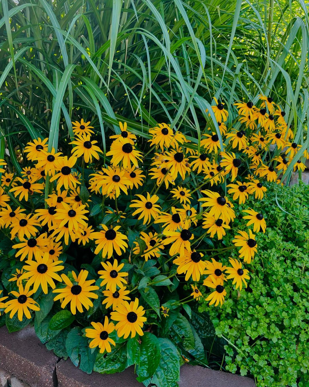 Black-eyed Susan