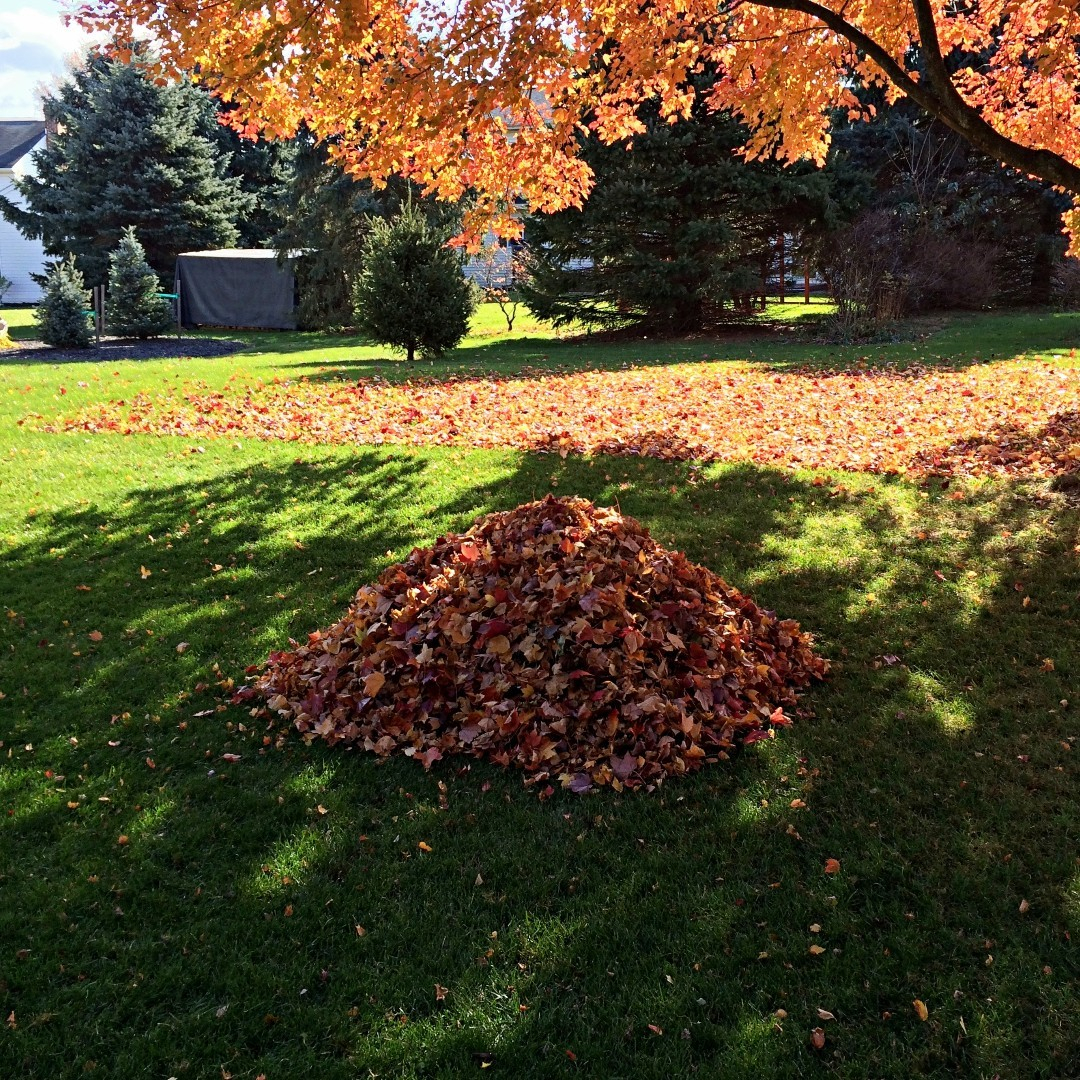 Collect the leaves