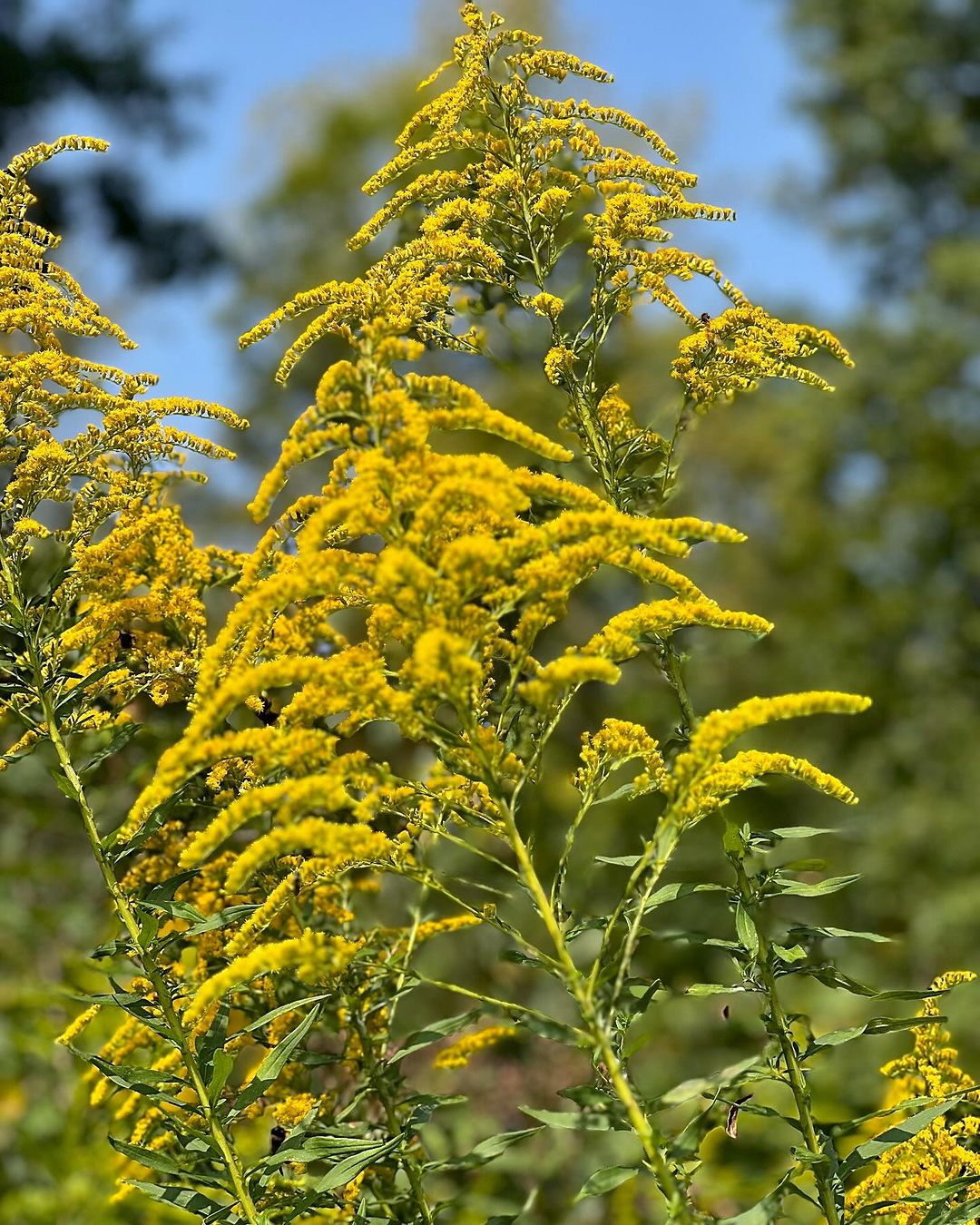 Goldenrod